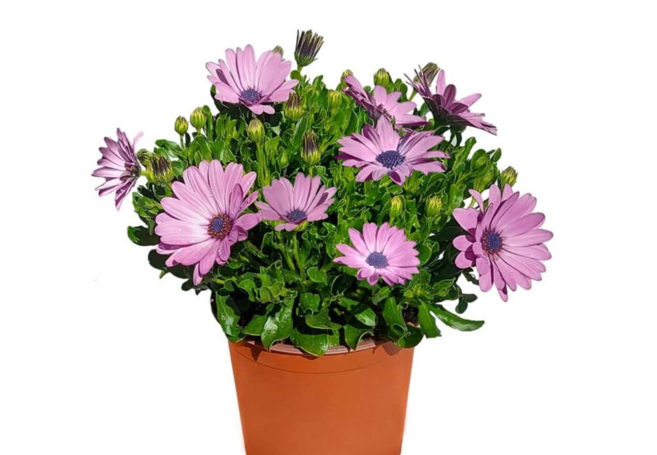 Osteospermum: quando questa pianta in vaso sul balcone smette di fiorire