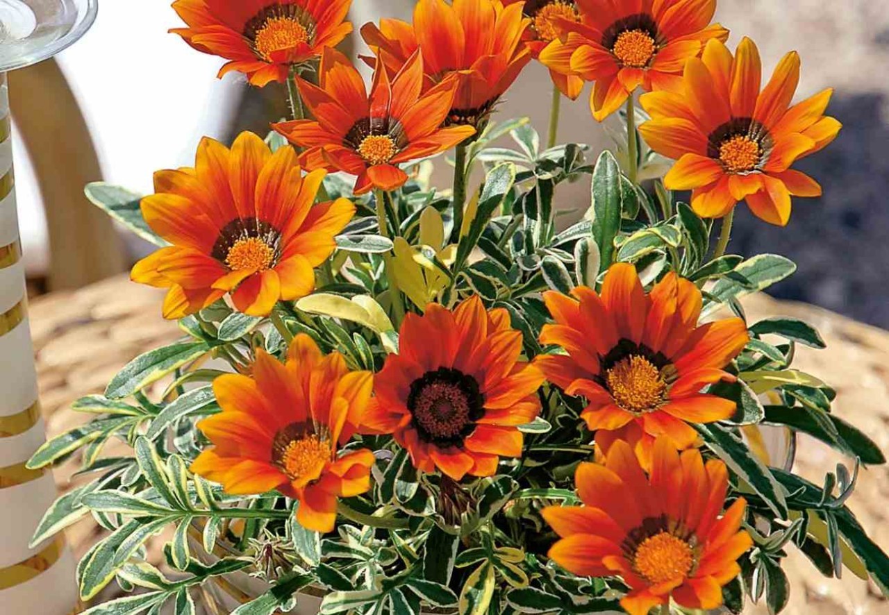Gazania sul balcone: il vaso giusto può cambiare la crescita della pianta