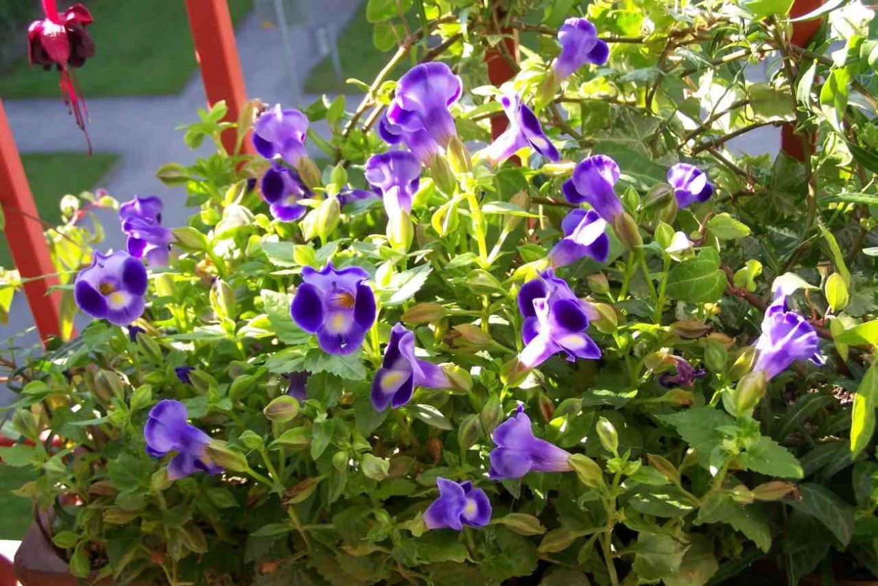 Una pianta per il balcone in mezzombra: la Torenia cresce bene anche in vaso