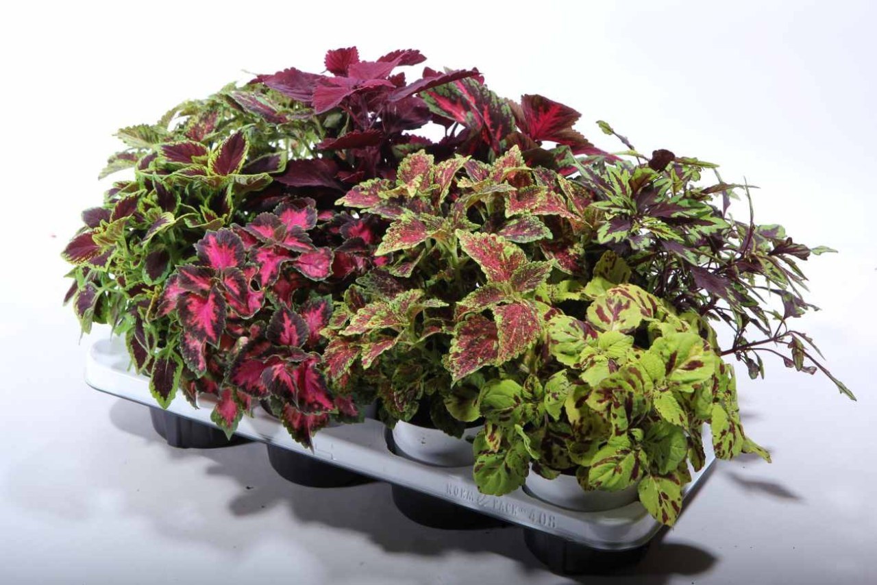 Coleus: dove mettere il vaso sul balcone per non rovinare la pianta