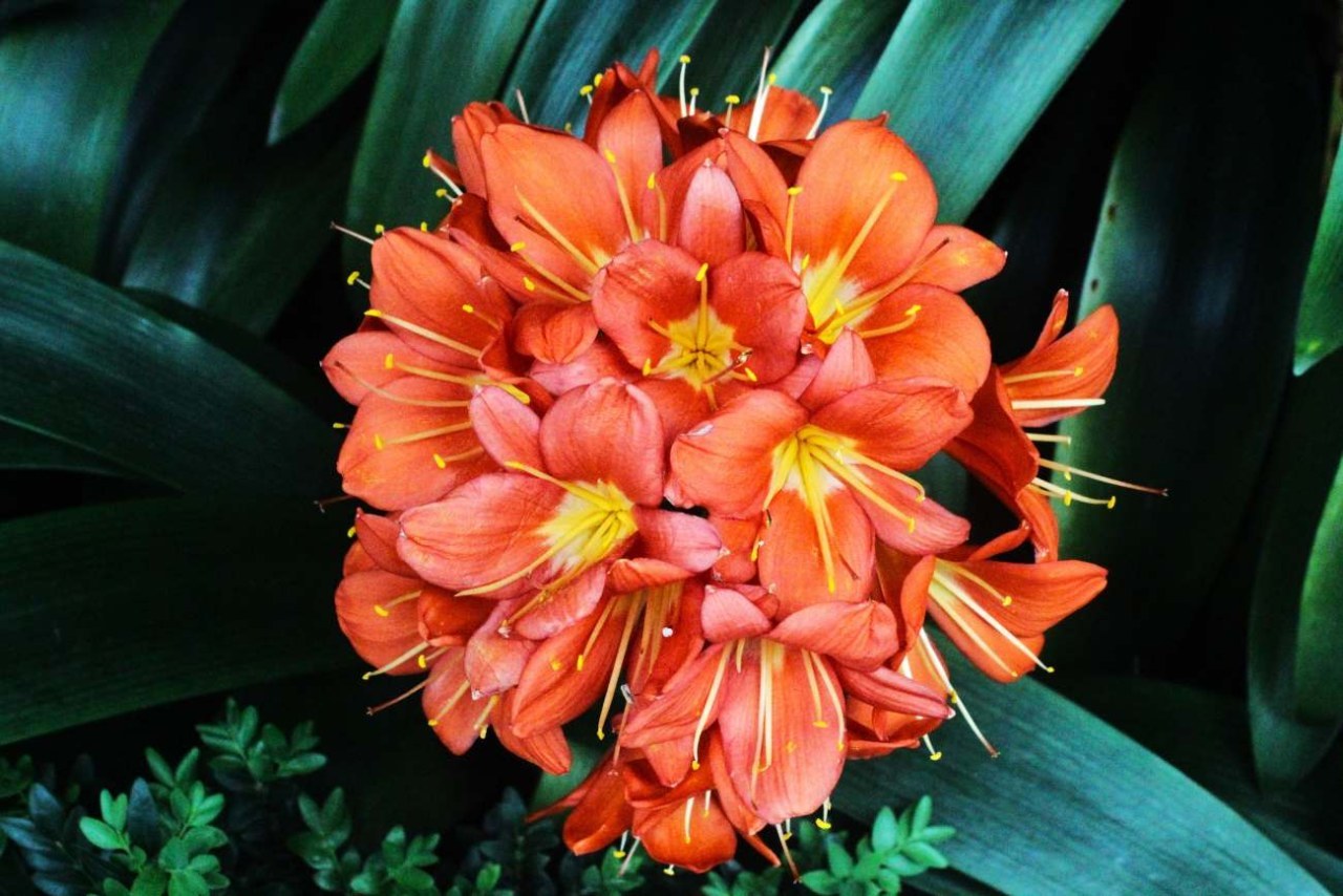 Clivia sul balcone in autunno: quando spostare il vaso e proteggere la pianta