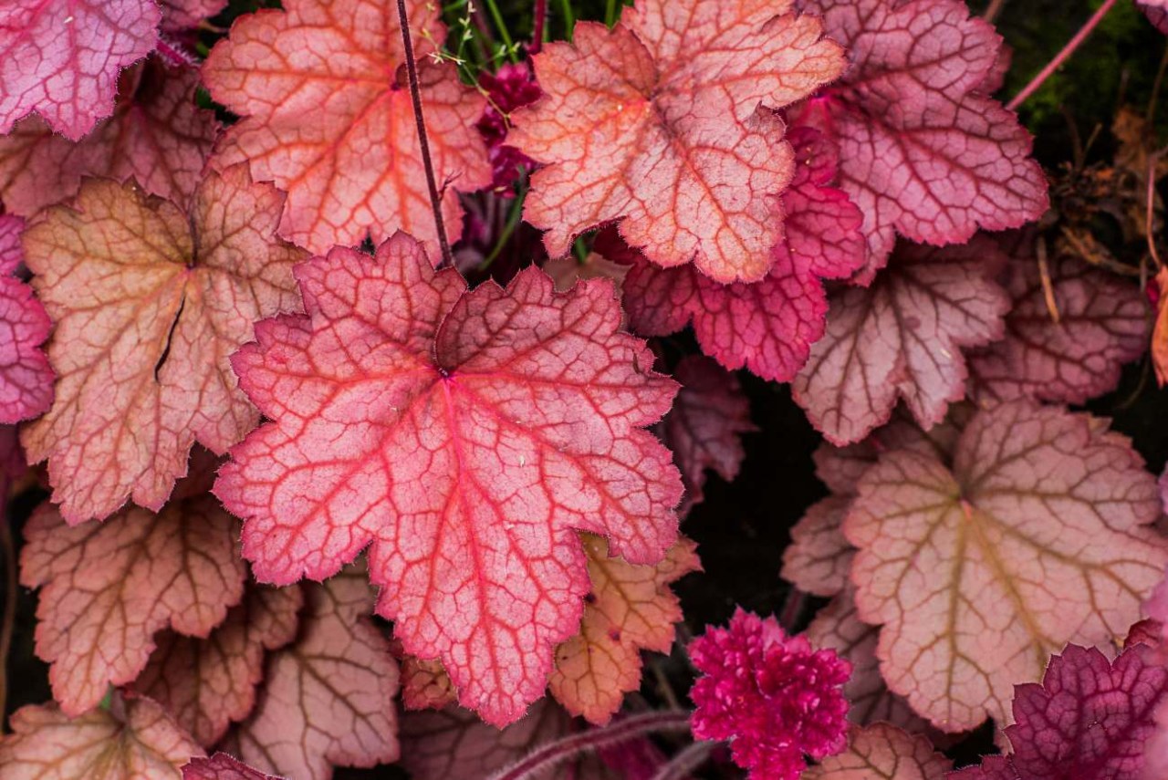 Heuchera: questa pianta resiste al fresco, ma sul balcone il vaso fa la differenza