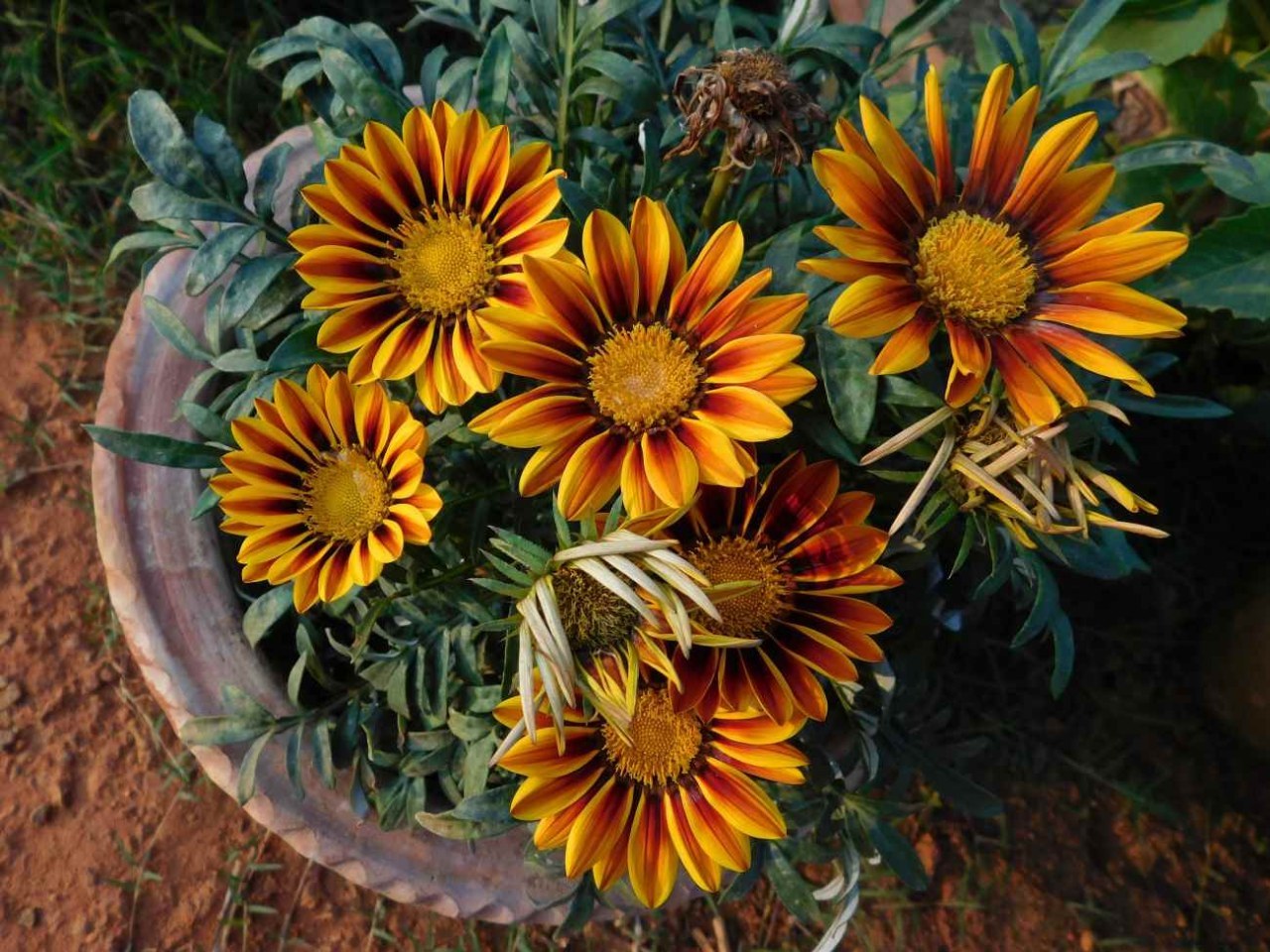 Gazania: sole sul balcone, poca acqua nel vaso e una pianta piena di fiori