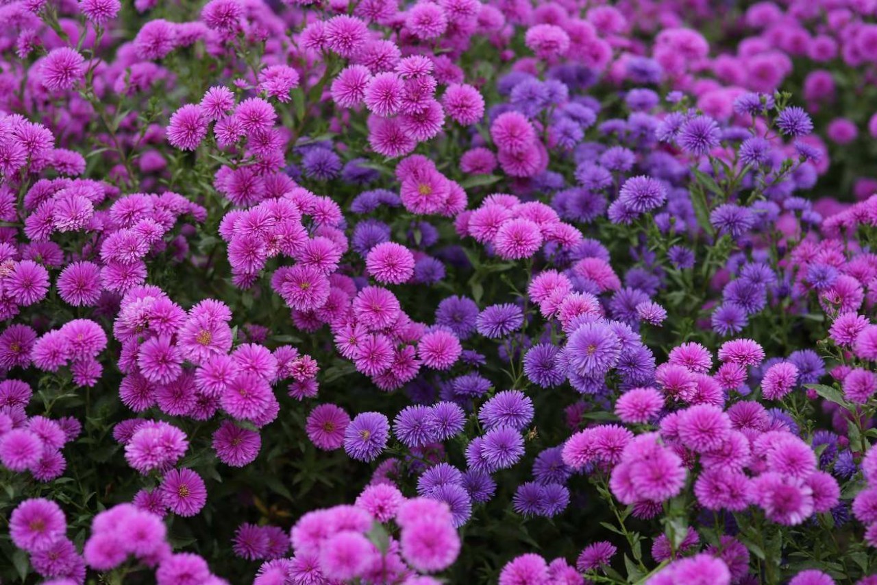 Crisantemi sul terrazzo in autunno: dove metterli e come farli durare più a lungo
