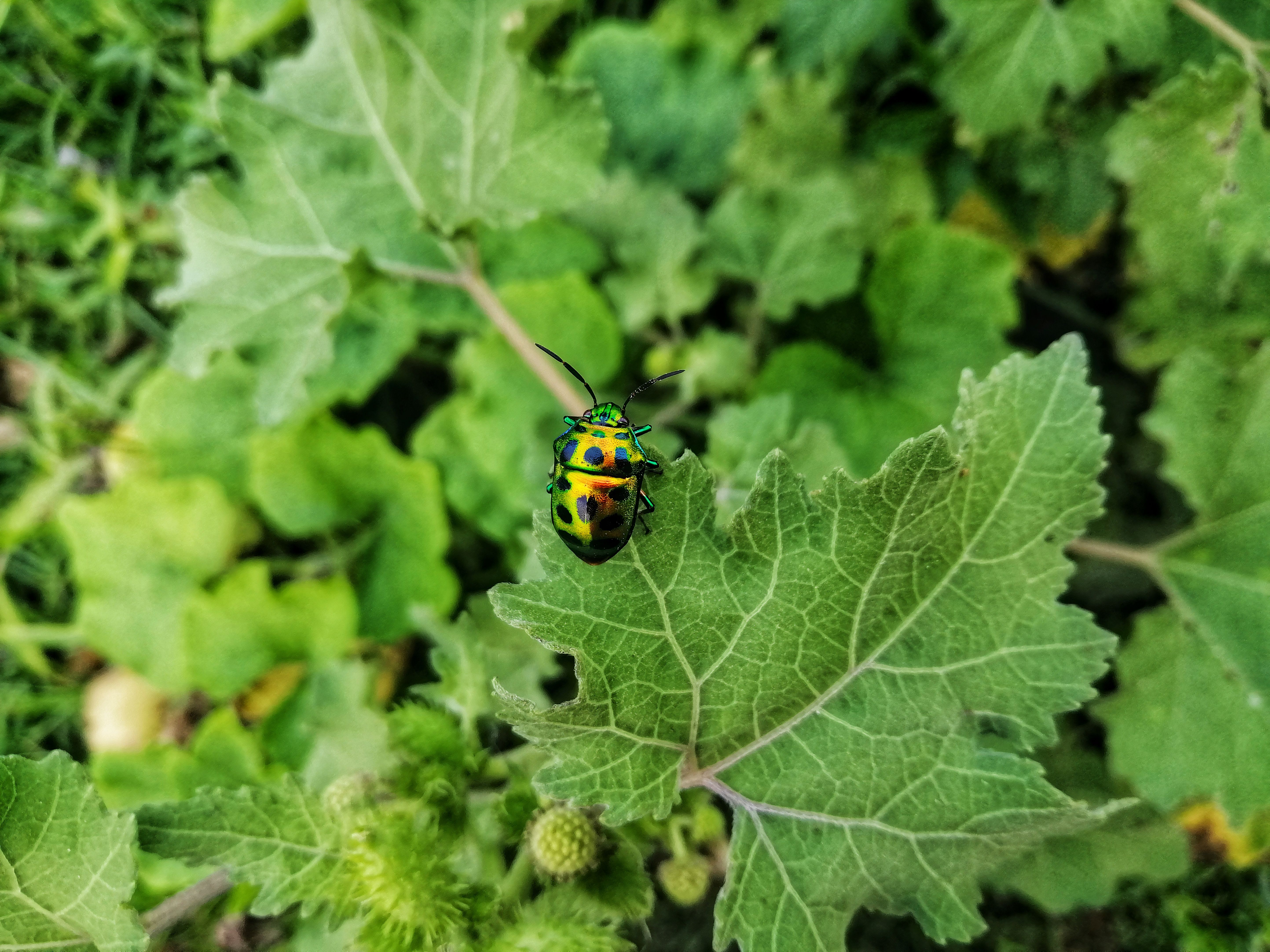 Piante in terrazzo: 7 insetti da controllare con attenzione in autunno
