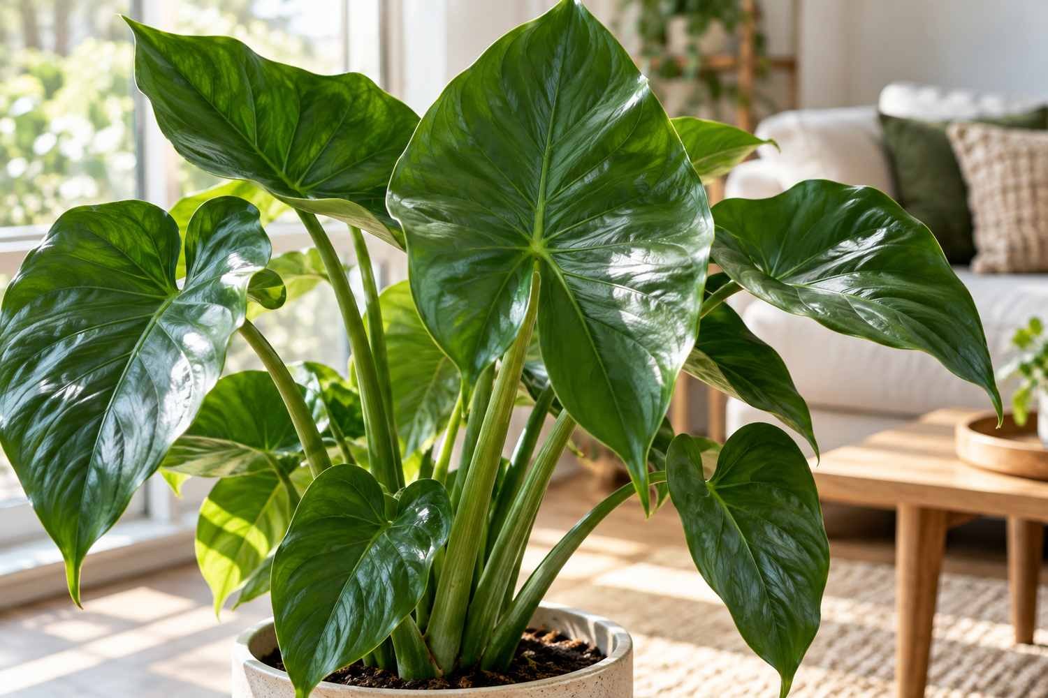 L'Alocasia cucullata: ecco la nuova pianta di arredamento che tutti cercano per il proprio salotto