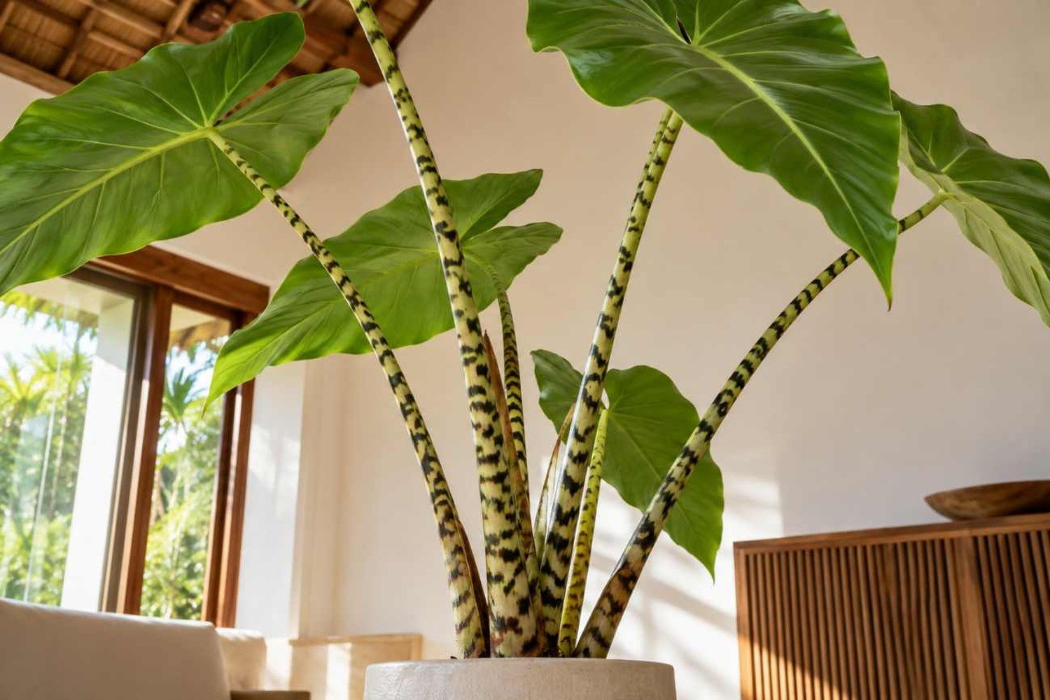 Alocasia zebrina: come curare la pianta tropicale dai caratteristici fusti striati