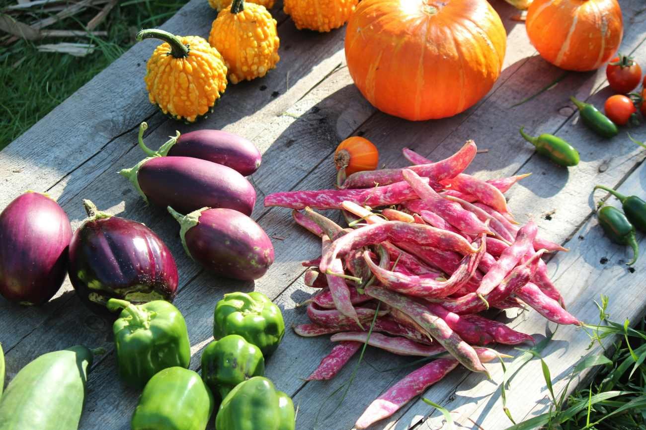 Avere verdure fresche tutto l'anno: cosa piantare in ogni stagione