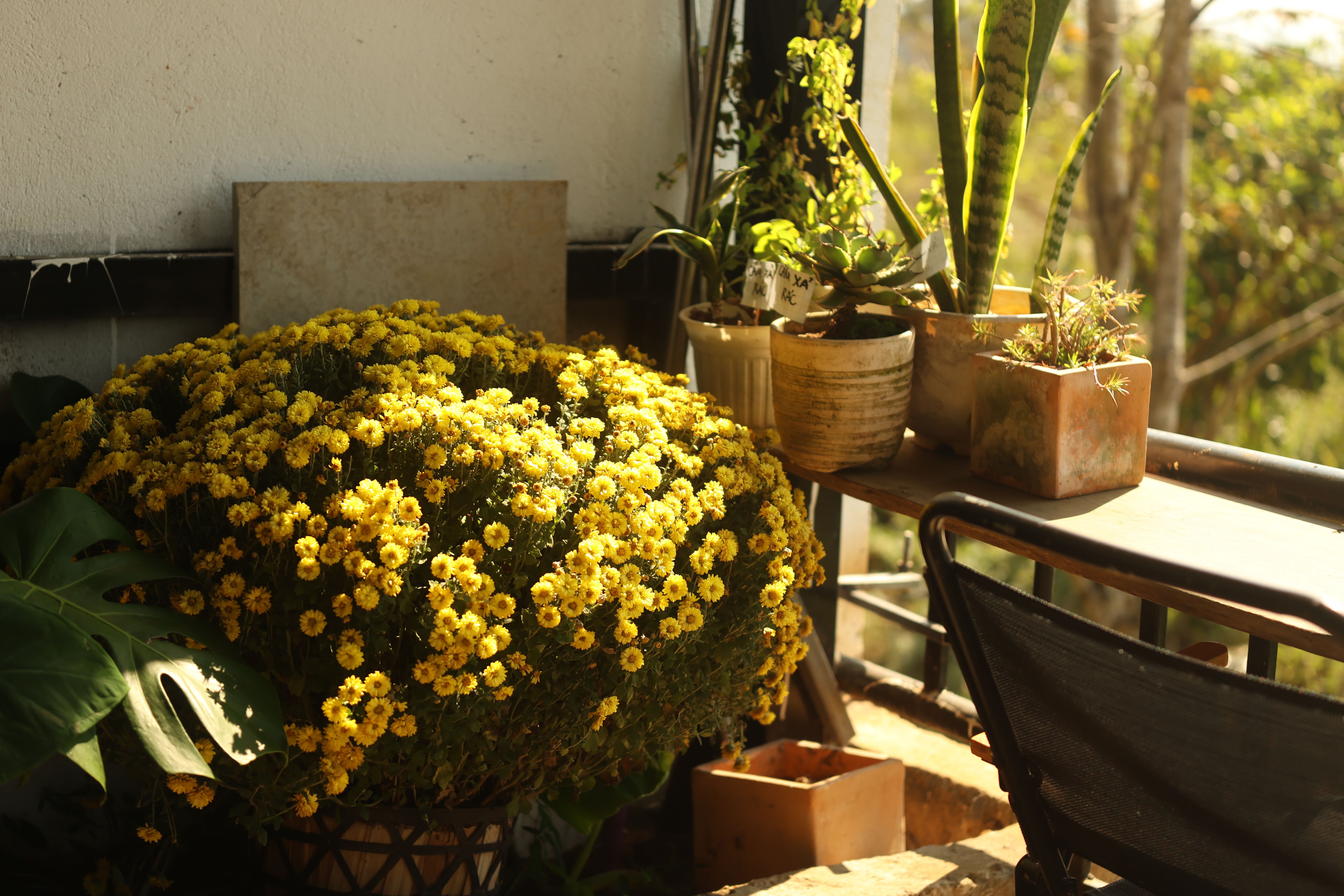 Balcone con molti vasi e piante distribuite su pareti, mensole e grata