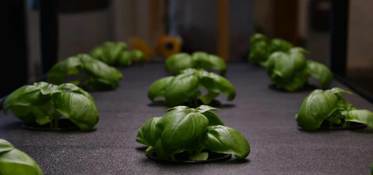 Basilico coltivato senza terra: quali condizioni servono per ottenere foglie sane e profumate