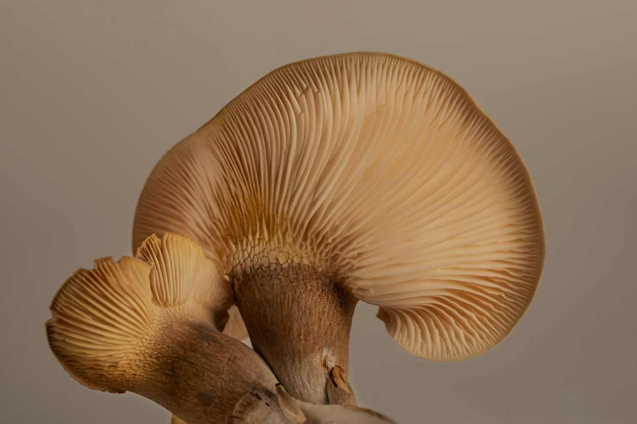 Champignon freschi: come conservarli in frigorifero senza farli deteriorare