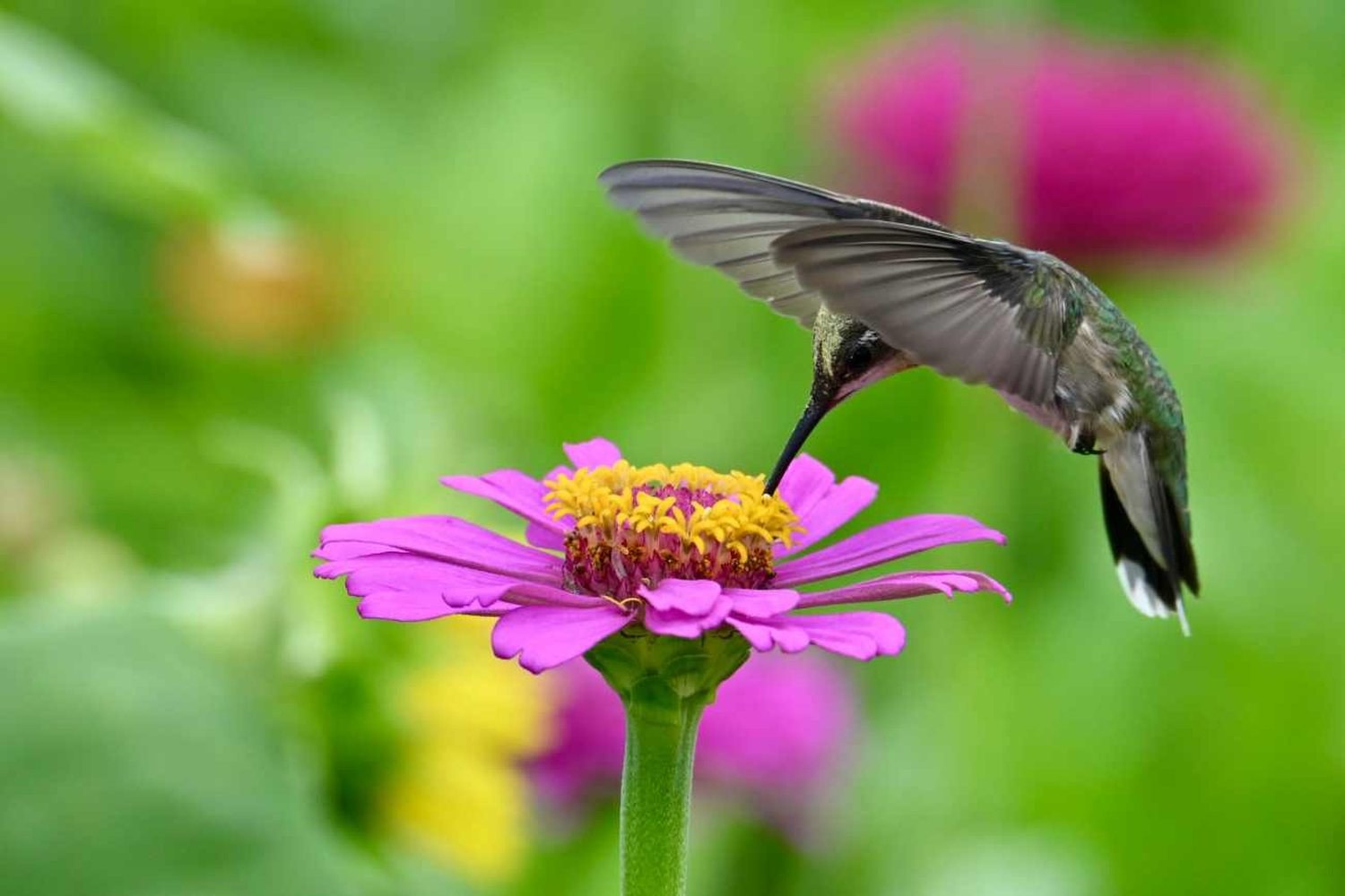 Colibrì: sette modi per aiutarli durante il mese di ottobre