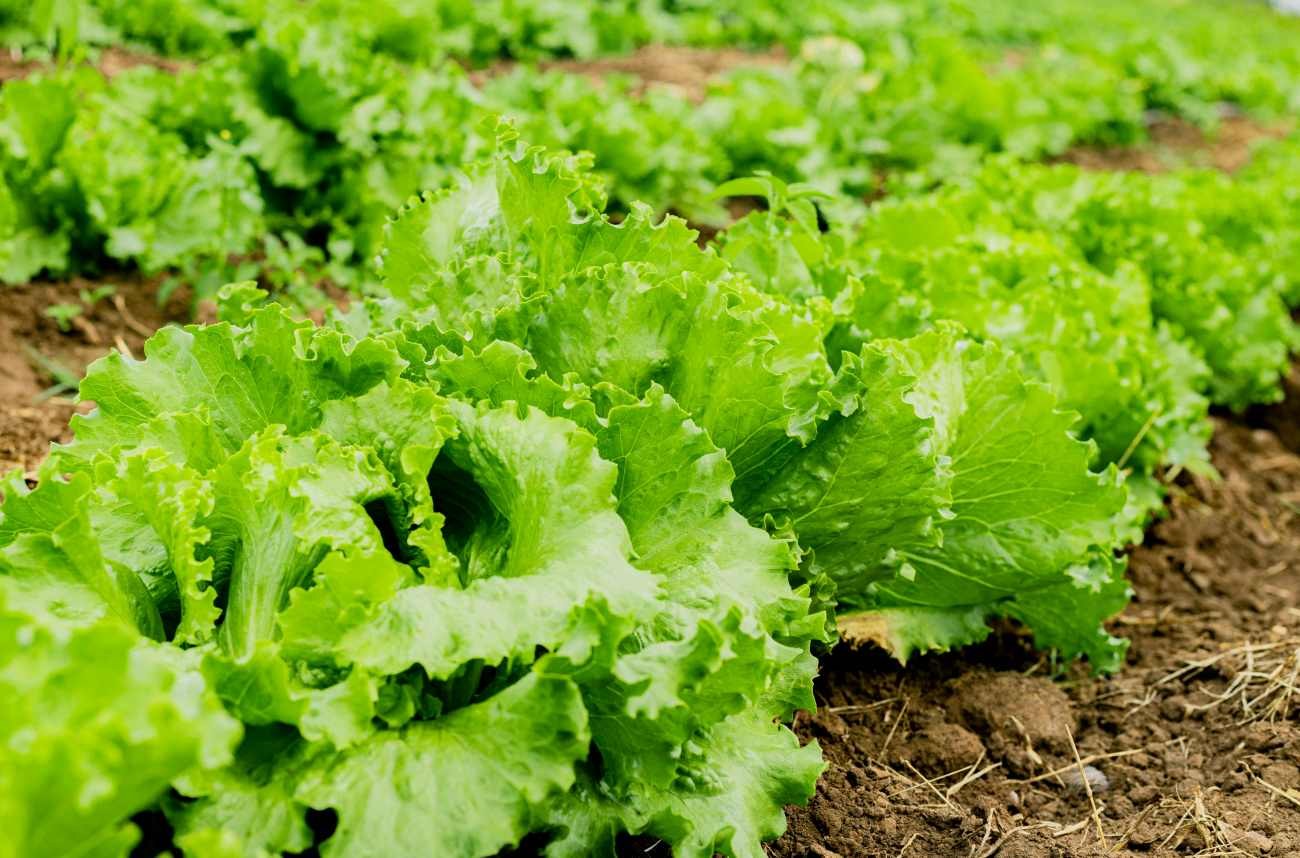 Coltivare l'insalata nell'orto: come farla crescere sana e rigogliosa