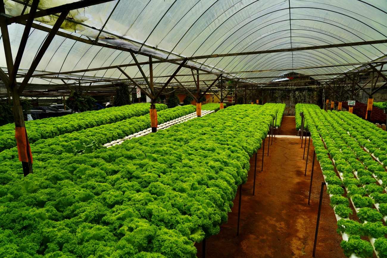 Coltivare lattuga senza terra: come funziona un impianto idroponico in serra