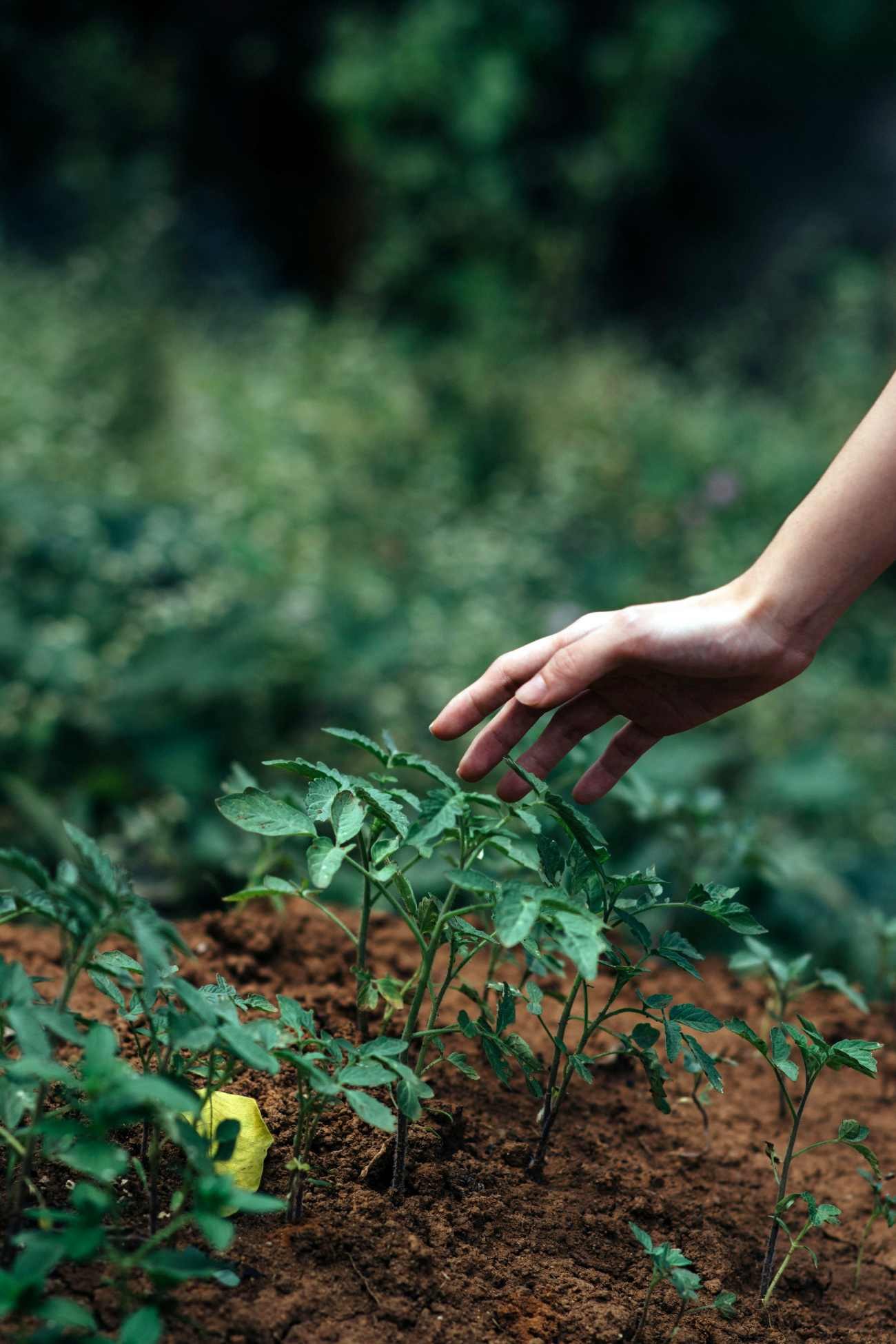Coltivare pomodori in modo naturale: come avere piante forti e sane
