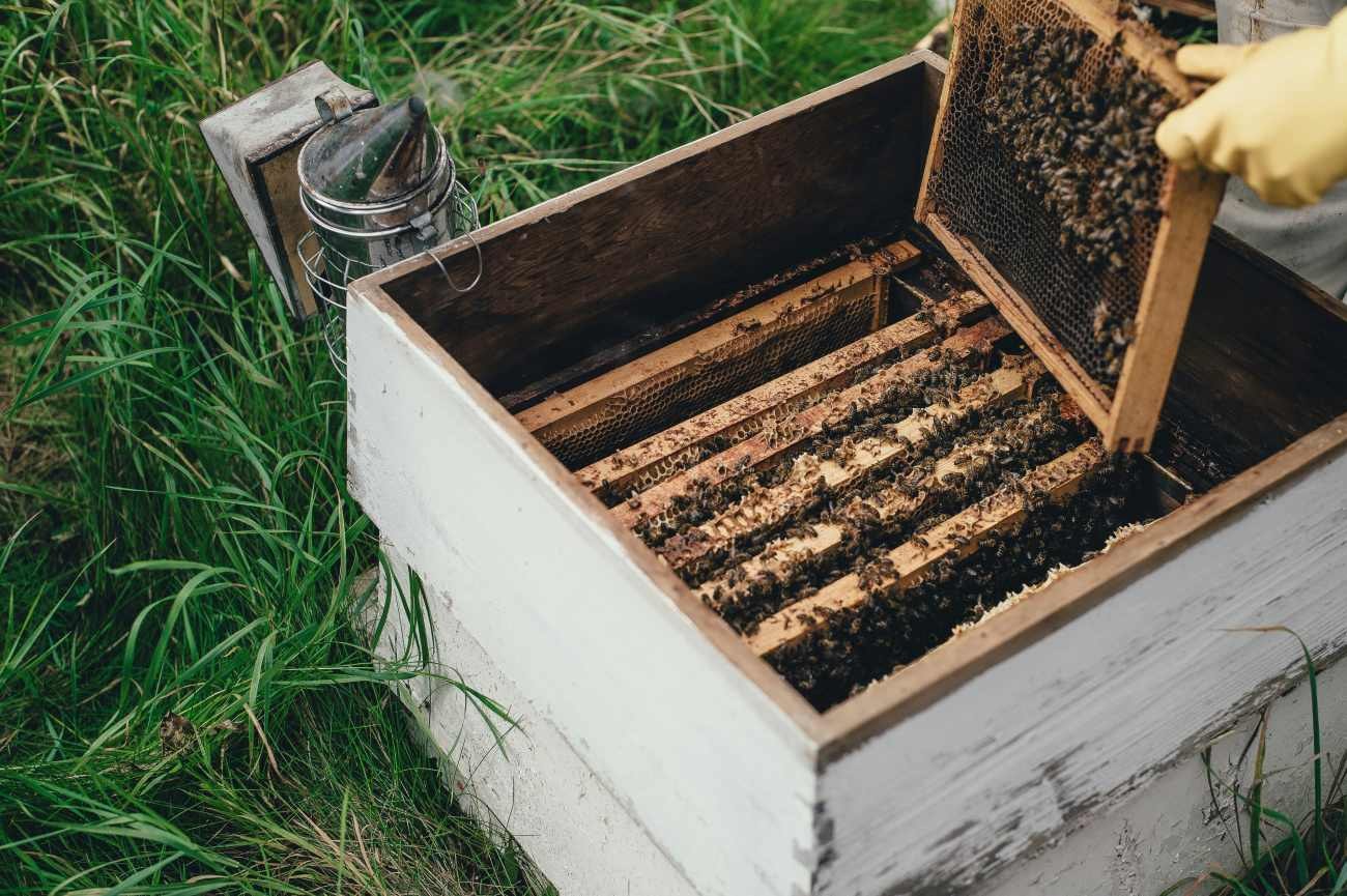 Come aprire un'arnia in sicurezza: perché gli apicoltori utilizzano l'affumicatore