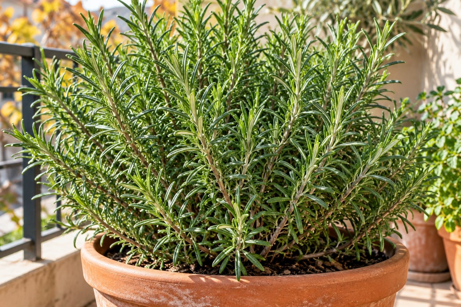 Come coltivare il rosmarino in vaso e averlo folto tutto l'inverno
