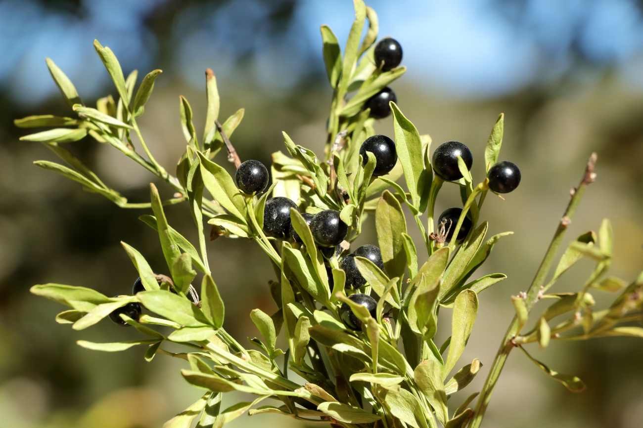 Come potare il mirto senza perdere le bacche: quando intervenire e quali rami lasciare