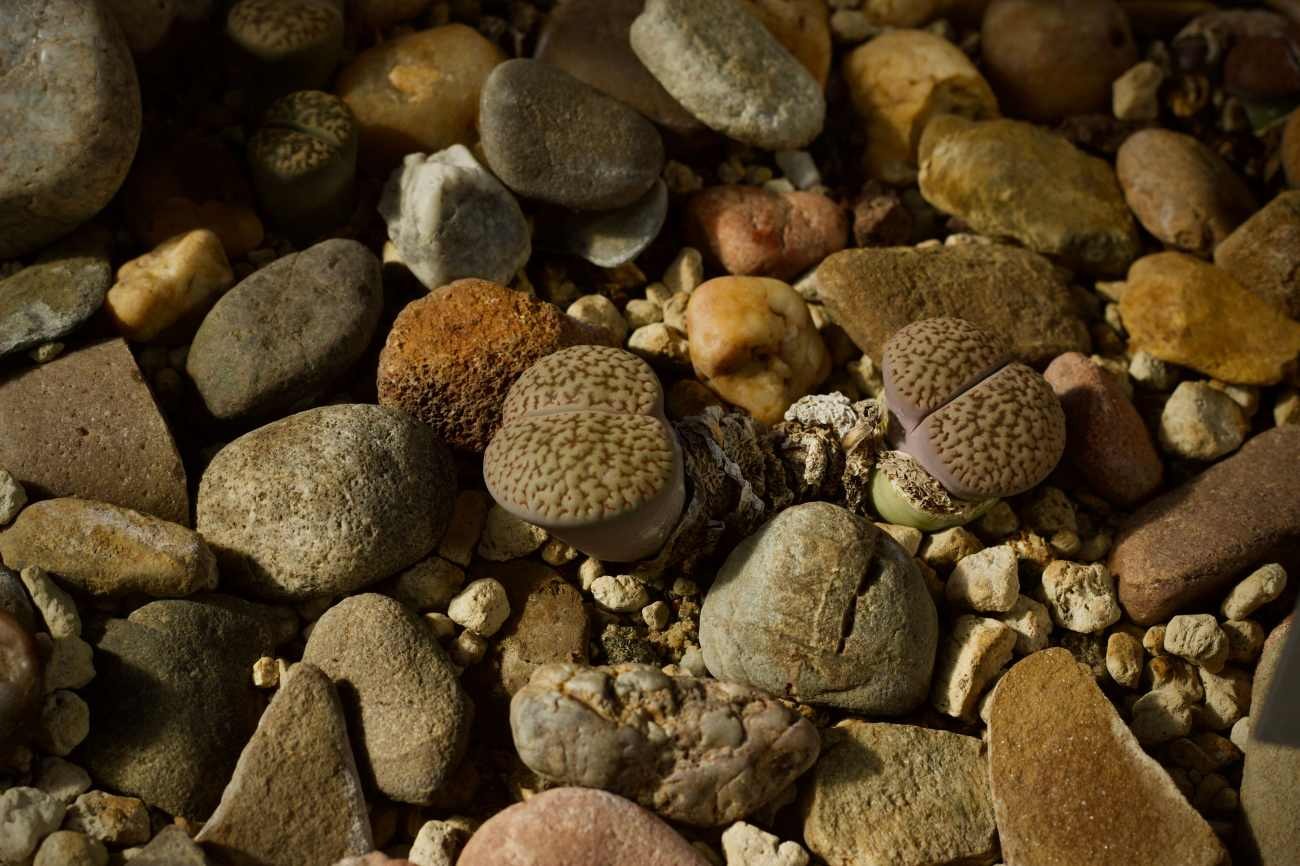 Come si coltivano le piante che sembrano pietre: cosa succede quando diventano grandi