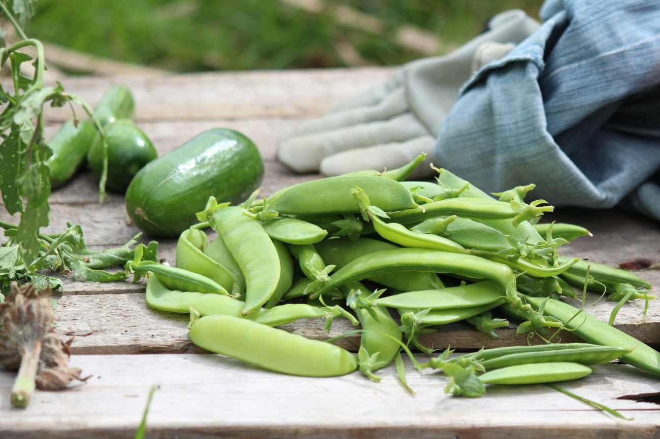 Dopo i piselli cosa piantare: le verdure migliori per il terreno