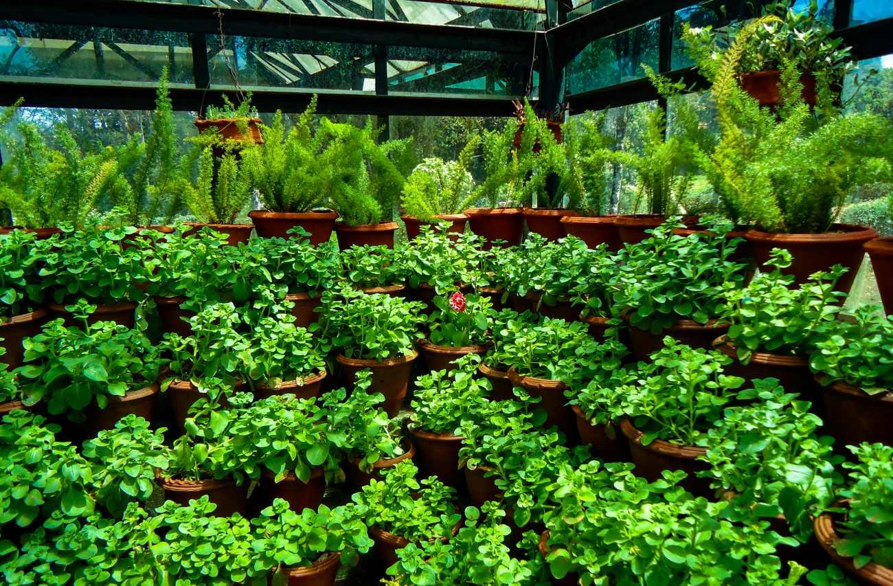 Erbe aromatiche coltivate in serra: quali sono adatte anche ai sistemi idroponici