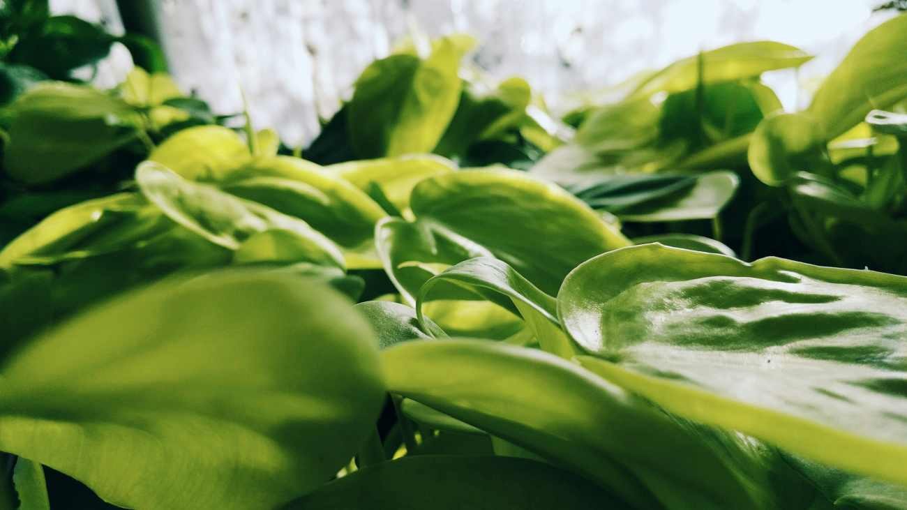 Foglie verdi nella coltivazione idroponica: come riconoscere i primi segnali di carenze nutritive