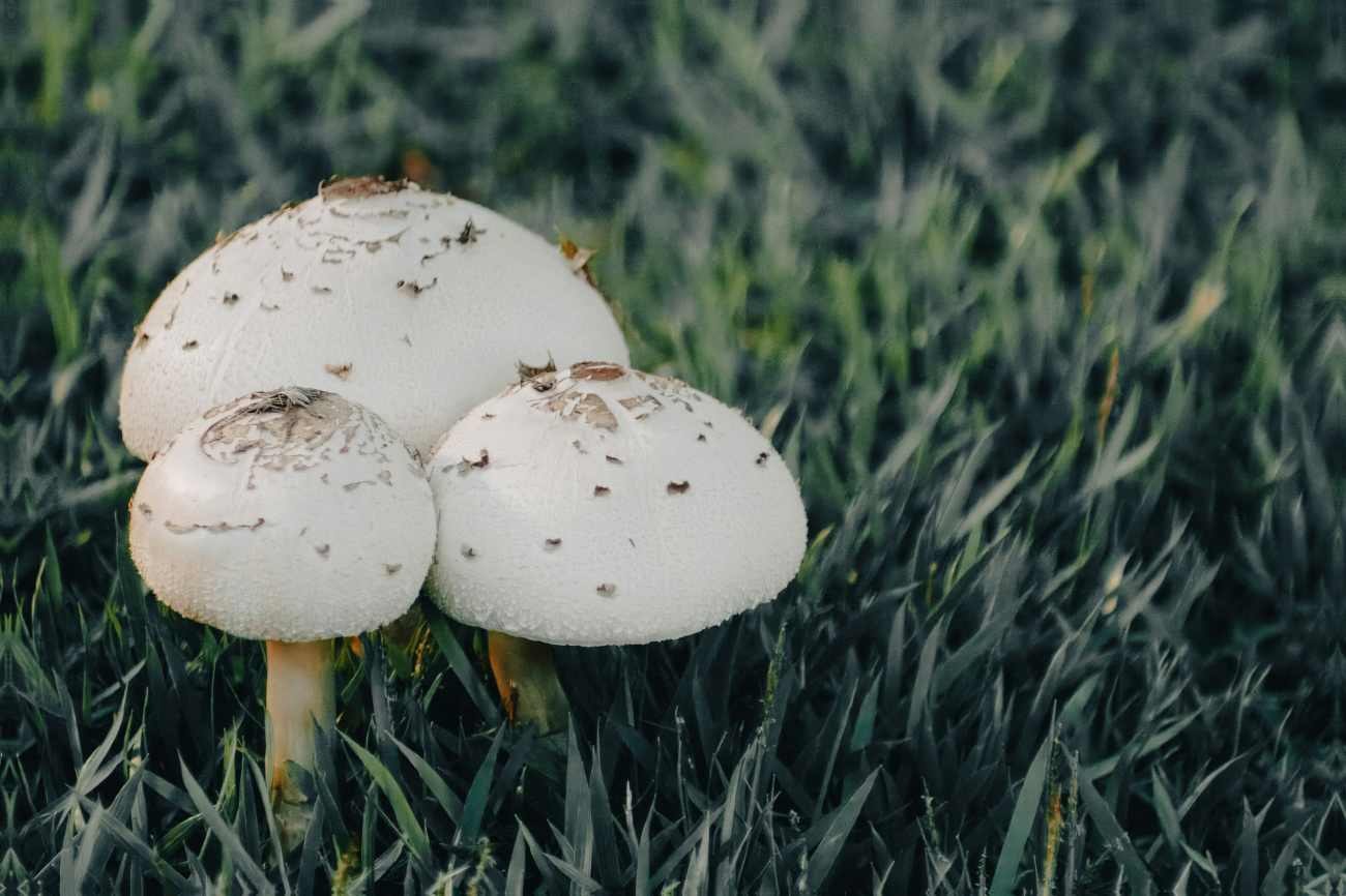 Funghi bianchi nel prato: perché compaiono improvvisamente dopo la pioggia