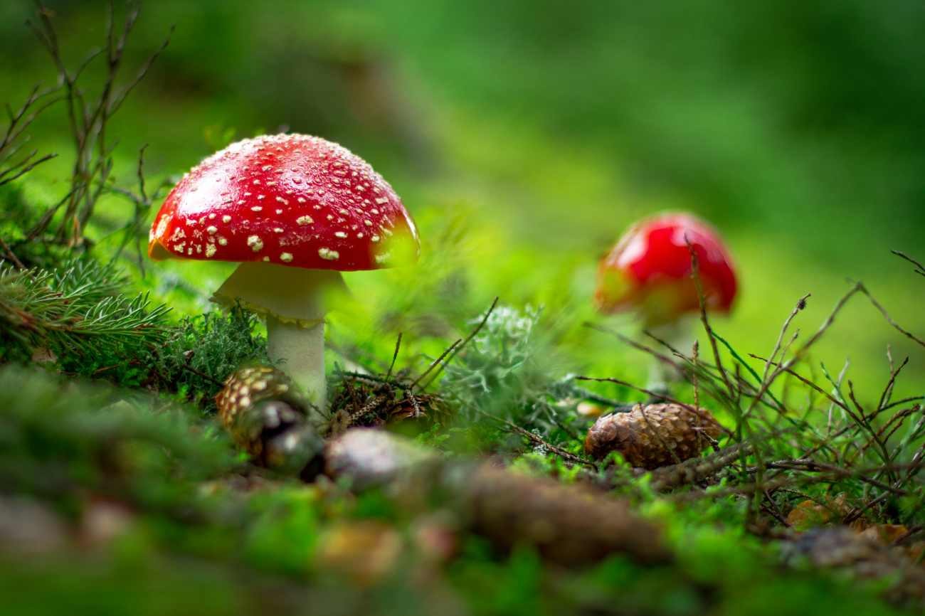 Funghi bianchi tutti uguali?: Perché specie molto diverse possono avere lo stesso colore