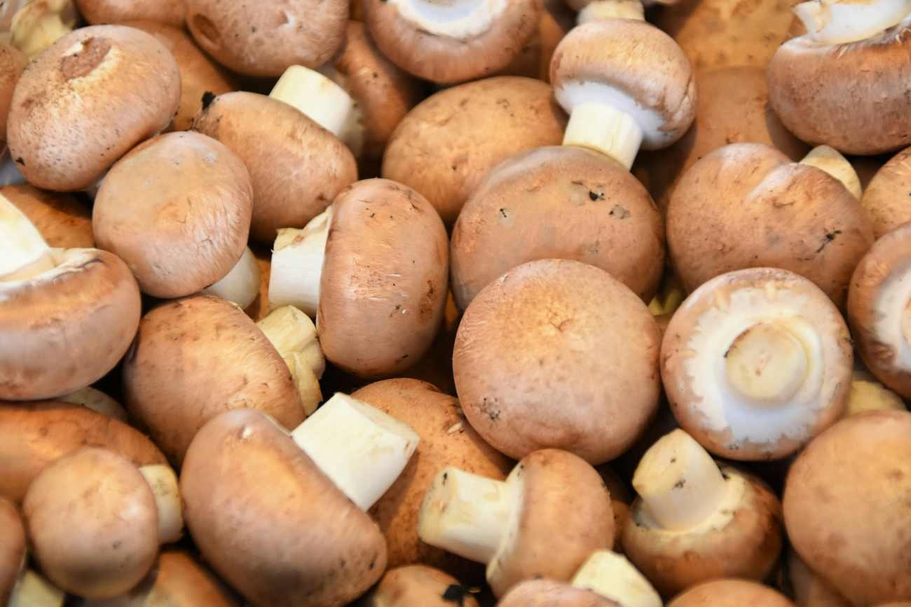 Funghi che crescono vicini: perché alcuni formano colonie molto numerose