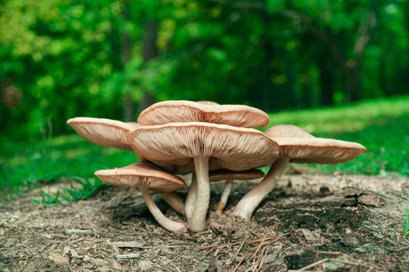 Funghi con lamelle sotto il cappello: a cosa servono e come producono le spore