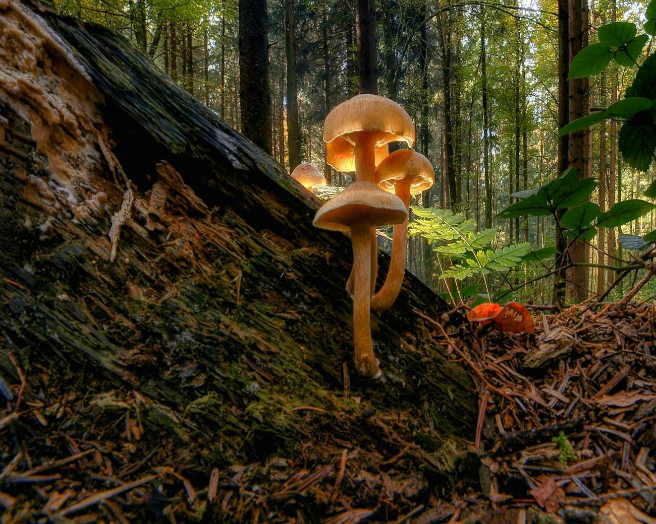 Funghi nascosti tra le foglie: perché il sottobosco favorisce la loro crescita