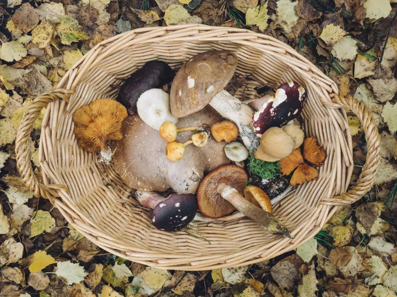 Funghi raccolti nel cestino: perché non bisogna mangiarli senza un controllo micologico