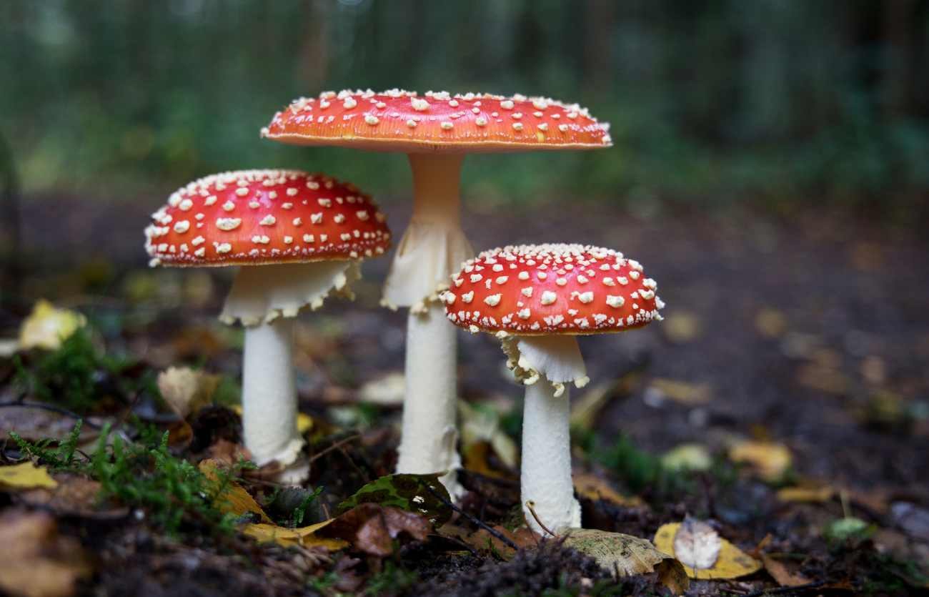 Funghi rossi con puntini bianchi: cosa sono quelle piccole macchie sul cappello?
