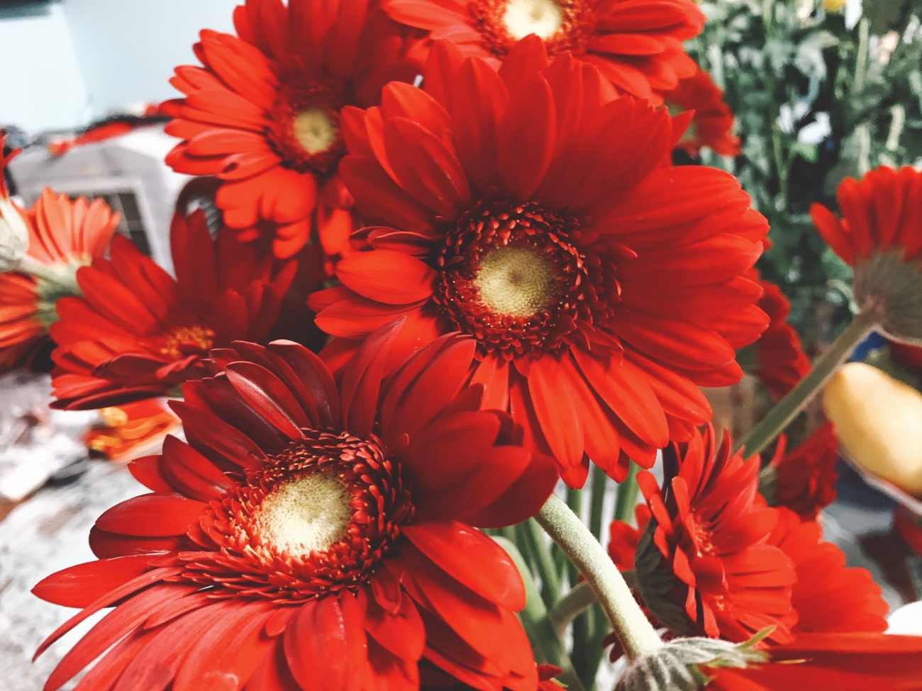 Gerbera in vaso: quali foglie e fiori eliminare in ottobre per evitare marciumi
