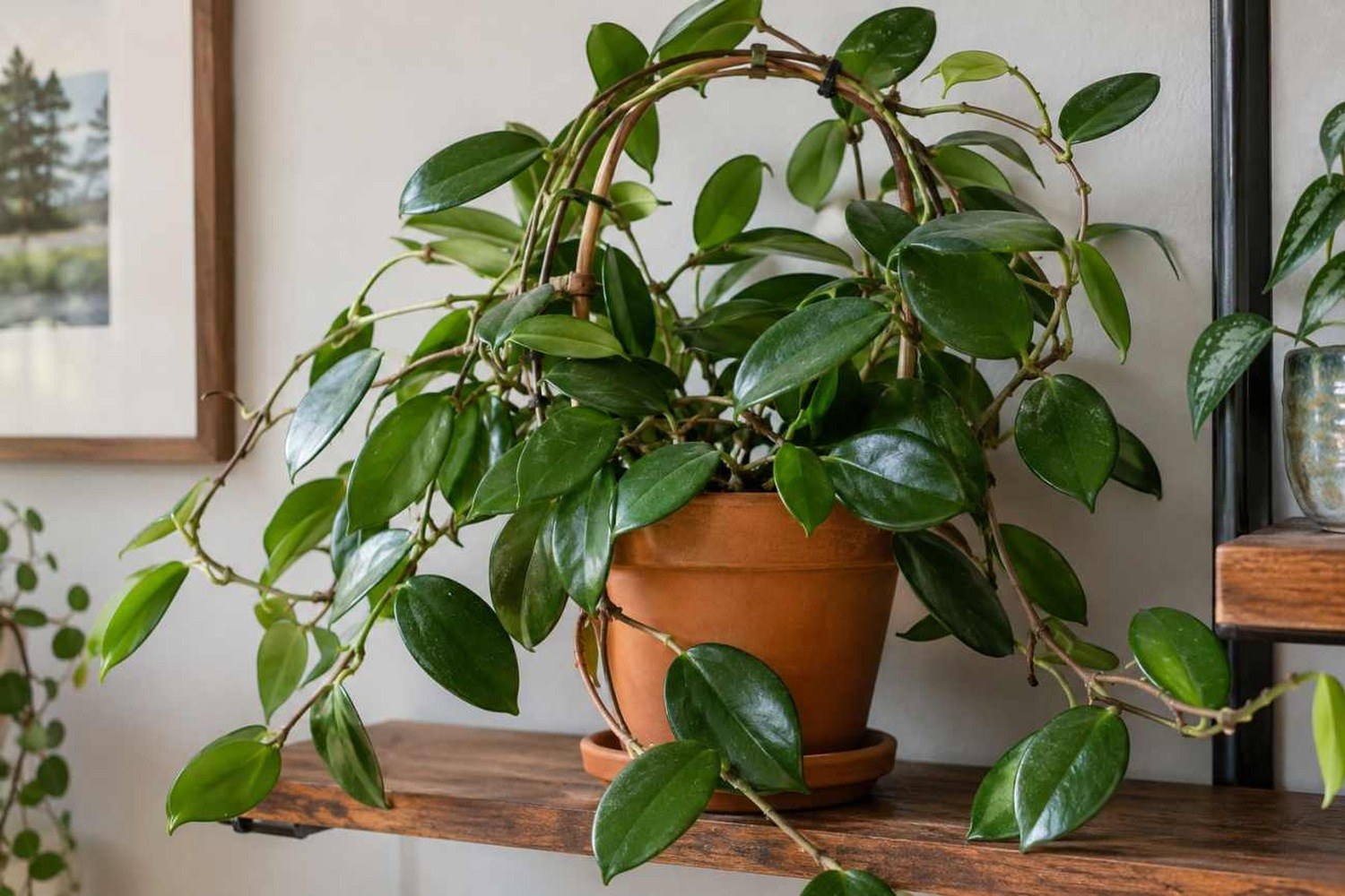 Hoya carnosa: perché la pianta dai fiori di cera cresce ma non fiorisce