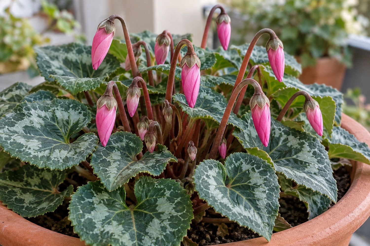Il ciclamino ha tanti boccioli ma non fiorisce: cosa controllare prima di spostarlo