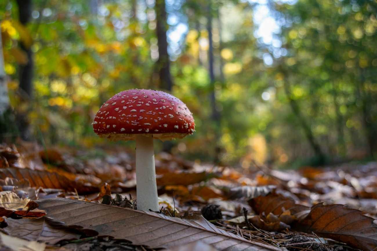 Il fungo rosso delle fiabe: perché le macchie bianche possono scomparire dal cappello