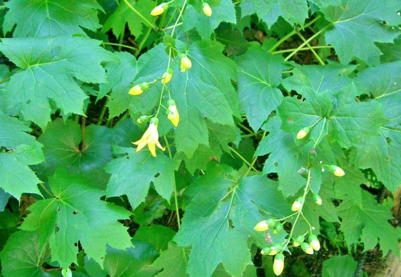 Kirengeshoma palmata in vaso: come coltivarla tutto l'anno nel balcone
