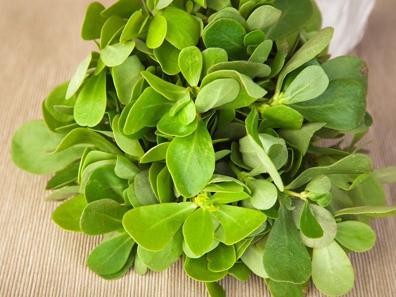 Cosa succede alla portulaca commestibile quando fa le foglie piegate verso il basso