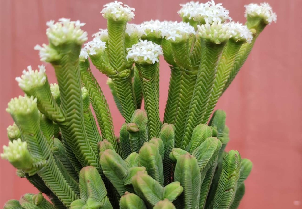 Con questo metodo le foglie della Crassula ovata diventeranno via via sempre più rosse