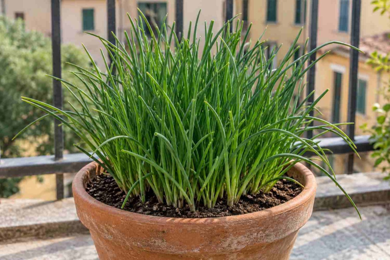Vaso di terracotta con erba cipollina verde intenso, fiori lilla tondi e steli sottili su un balcone con ringhiera in ferro battuto e luce naturale