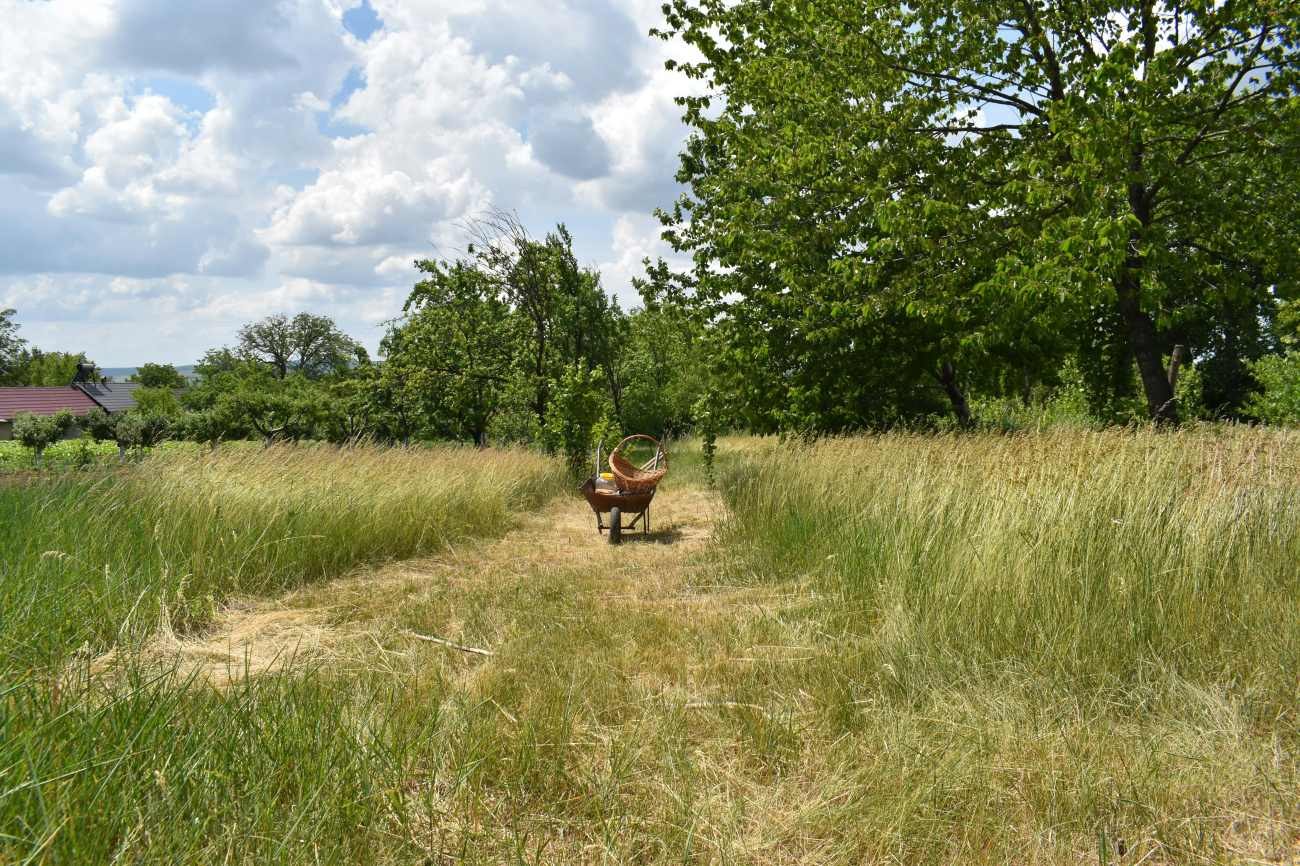 Lasciare crescere l'erba: fa bene o fa male al giardino?
