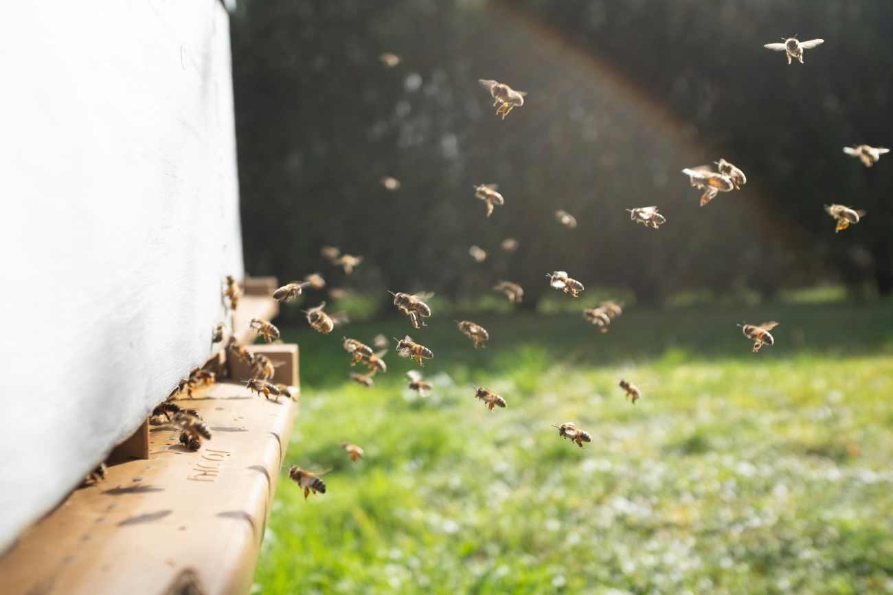 Le api davanti all'arnia: perché volano continuamente avanti e indietro