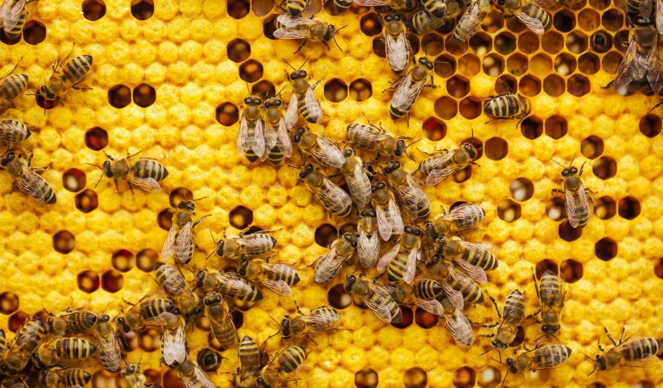 Le api dentro l'alveare: cosa fanno ogni giorno e come si dividono il lavoro