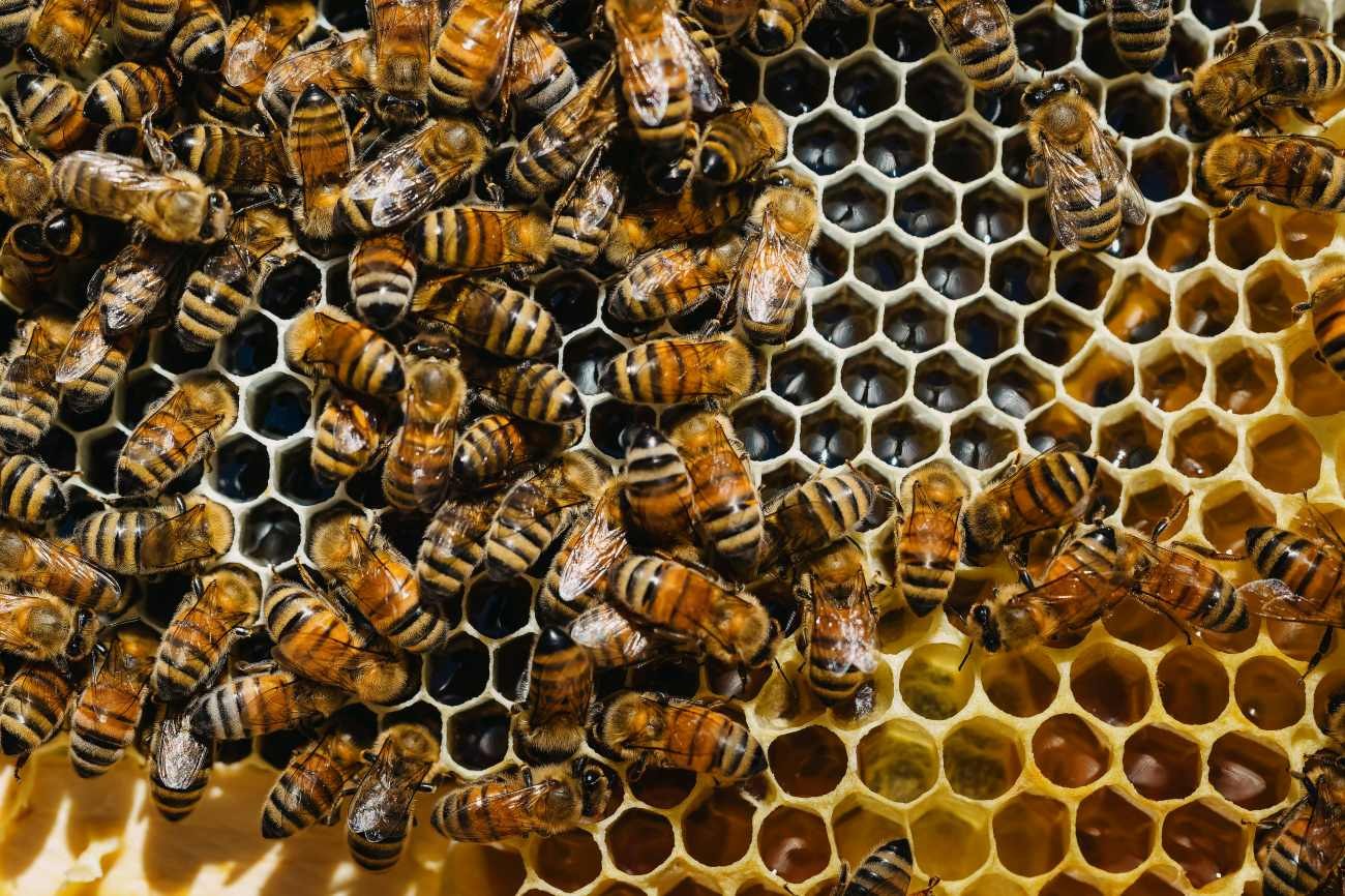 Le celle del favo delle api: cosa contengono e come vengono utilizzate dalla colonia