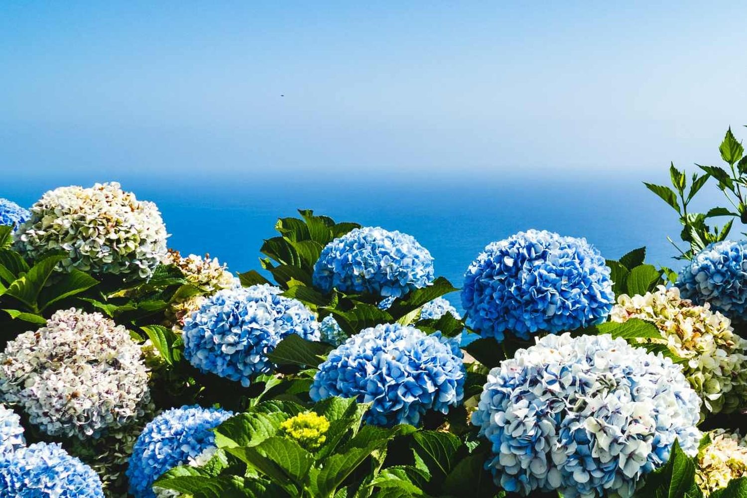 Le nove varietà di ortensie più belle da piantare in autunno