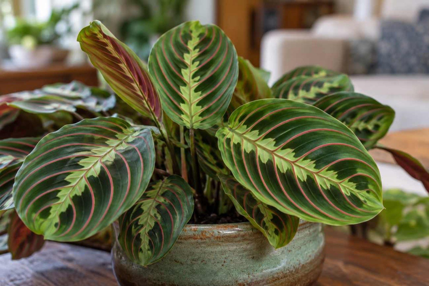 Maranta leuconeura: perché le sue foglie si chiudono quando arriva la sera