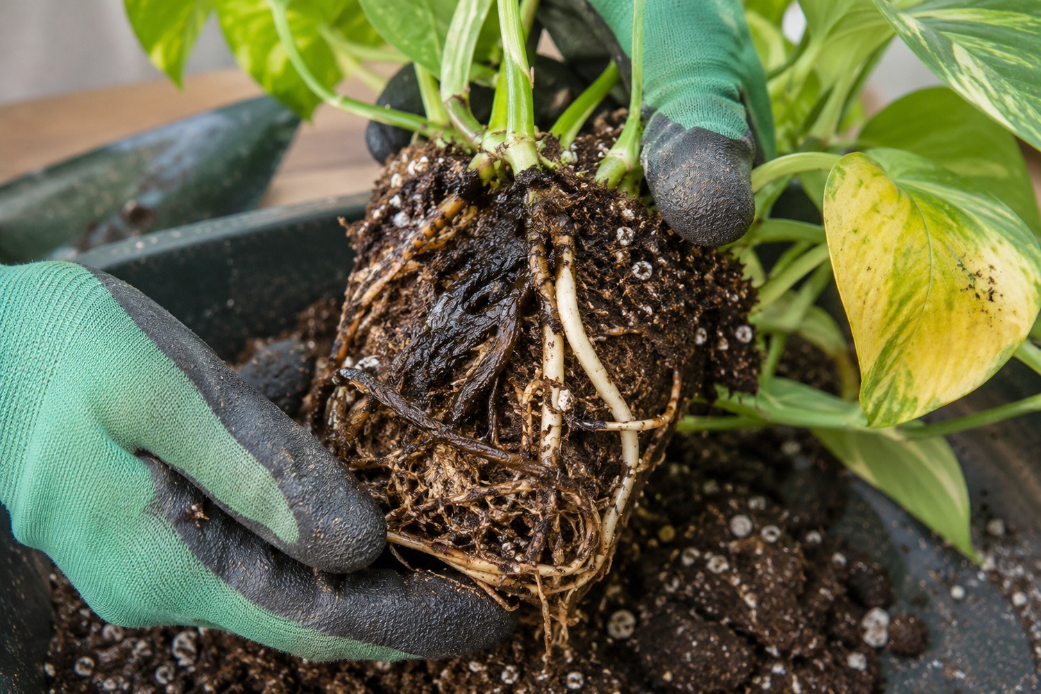 Marciume radicale nelle piante in vaso: come riconoscerlo e intervenire subito