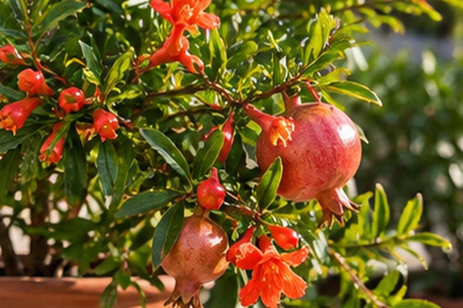 Come coltivare il melograno in vaso: dove metterlo per avere fiori e frutti