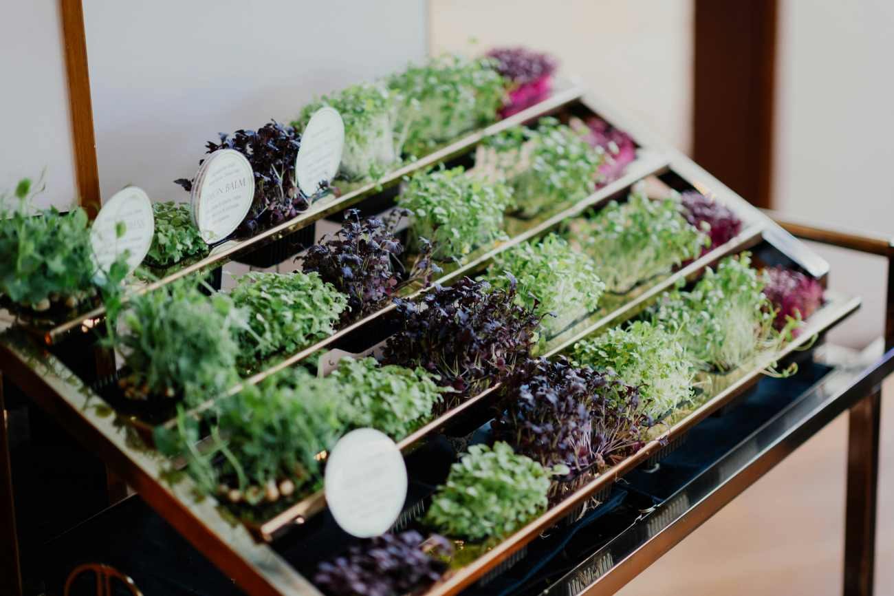 Microgreens coltivati in casa: come ottenere piccoli germogli e quando raccoglierli